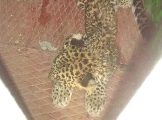 The cub is undergoing treatment at the forest department office at Bordi as it is in a state of trauma (Dhawal Kansara) The cub is undergoing treatment at the forest department office at Bordi as it is in a state of trauma (Dhawal Kansara)