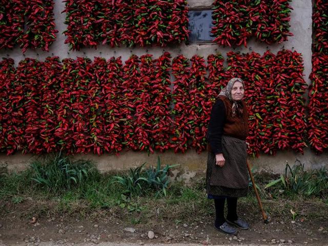 Paprika is to Serbs, what apples are to Americans, says a Lonely Planet blog. They associate it with home and hearth. A woman poses for a picture as bunches of paprika in the background. (REUTERS) Paprika is to Serbs, what apples are to Americans, says a Lonely Planet blog. They associate it with home and hearth. A woman poses for a picture as bunches of paprika in the background. (REUTERS)