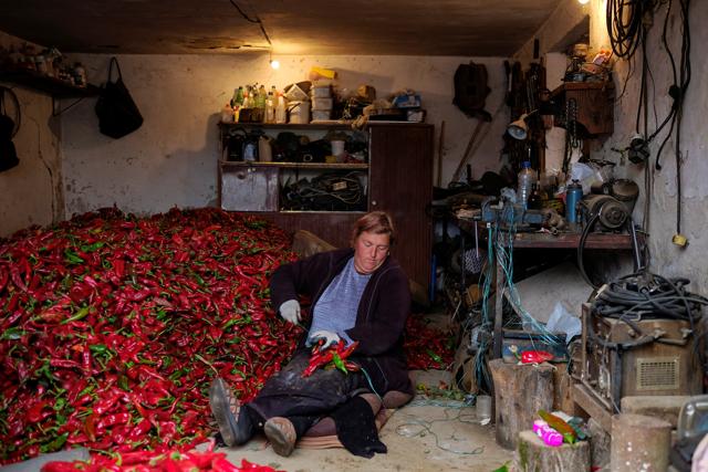 The use of paprika in Hungarian cuisine did not become famous till the 19th century. A Serbian woman prepares bunches of paprika to dry. (REUTERS) The use of paprika in Hungarian cuisine did not become famous till the 19th century. A Serbian woman prepares bunches of paprika to dry. (REUTERS)