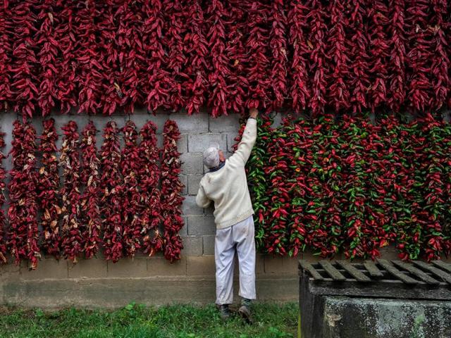 Paprika’s taste ranges from mild to hot, but it is never as hot as chilli. A man puts a bunch of paprika on the wall of his house to dry. (REUTERS) Paprika’s taste ranges from mild to hot, but it is never as hot as chilli. A man puts a bunch of paprika on the wall of his house to dry. (REUTERS)