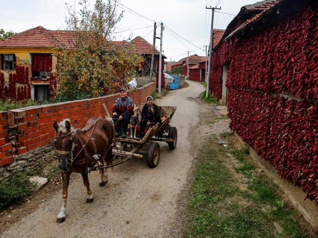 It was brought to Spain in the 16th century. People ride a carriage pulled by a horse as bunches of paprika hang on the walls of houses in Donja Lakosnica. (REUTERS) It was brought to Spain in the 16th century. People ride a carriage pulled by a horse as bunches of paprika hang on the walls of houses in Donja Lakosnica. (REUTERS)