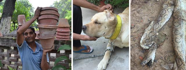 (From Left to Right) Shiv Kumar was carrying flower pots when a viper bit him on the right thumb last week; last year, on September 26, an adult viper bit a labrador, Merlin, on the face repeatedly; and the viper that bit Merlin died four days later on the road outside the Sandhawalias’ kothi after it was run over by a vehicle. (Photos: Vikram Jit Singh) (From Left to Right) Shiv Kumar was carrying flower pots when a viper bit him on the right thumb last week; last year, on September 26, an adult viper bit a labrador, Merlin, on the face repeatedly; and the viper that bit Merlin died four days later on the road outside the Sandhawalias’ kothi after it was run over by a vehicle. (Photos: Vikram Jit Singh)
