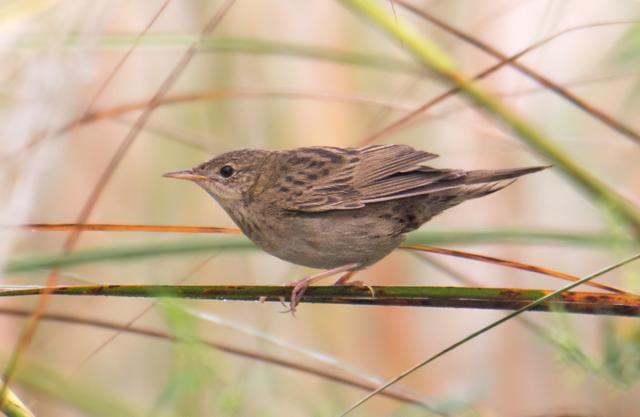 Grasshopper warbler at Jawaharpur. (Photo: Rajive K Das) Grasshopper warbler at Jawaharpur. (Photo: Rajive K Das)