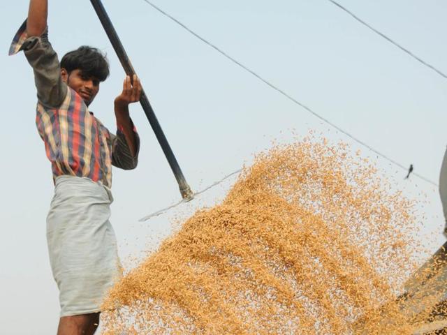Laborer drying the paddy at new grain market in on Saturday, October 08, 2016. (Bharat Bhushan/HT)