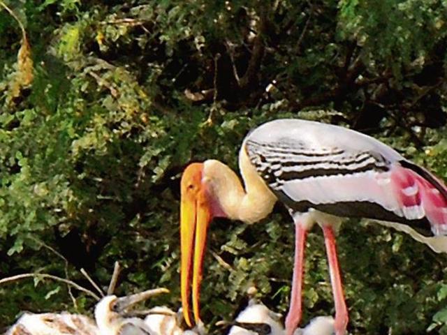At present, the park is witnessing breeding of sarus crane and painted stork. This year, the authorities have put 1.5 lakh fish into the water body for the rising population of birds in the park.(Parveen Kumar/HT photo) At present, the park is witnessing breeding of sarus crane and painted stork. This year, the authorities have put 1.5 lakh fish into the water body for the rising population of birds in the park.(Parveen Kumar/HT photo)