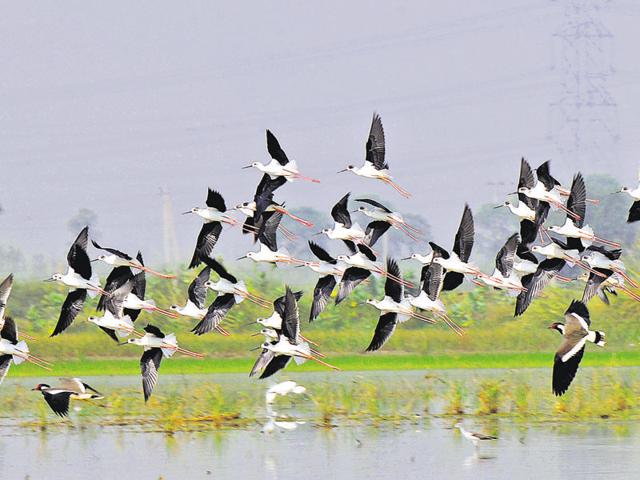 Black winged stilts at the Sultanpur National Park in Gurgaon on Sunday.(Parveen Kumar/HT Photo) Black winged stilts at the Sultanpur National Park in Gurgaon on Sunday.(Parveen Kumar/HT Photo)