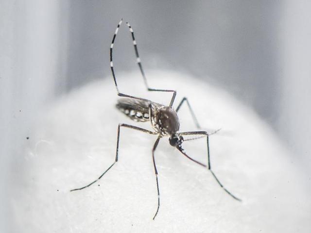 Malaria department officials said dengue threat persists even after rains stopped and measures taken.(Representational image)