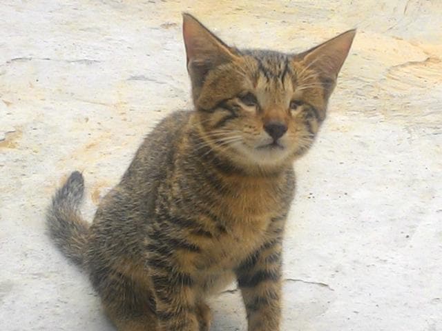 A two month old kitten needs a family to take care of. A two month old kitten needs a family to take care of.