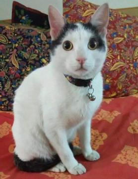 Freddy is a gorgeous one year old, neutered cat.