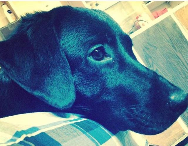 Kiara, a 9 month old handsome Labrador is waiting for adoption. Kiara, a 9 month old handsome Labrador is waiting for adoption.