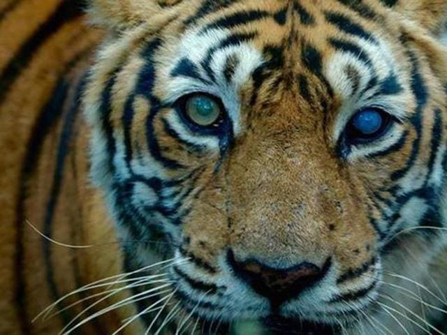 Arrowhead is the grandchild of the Machli (pictured), probably the most celebrated tigress Ranthambore has ever had and which ruled over the area roughly from 2000-2008. The 1997-born Machli died of old age in August this year.(HT)