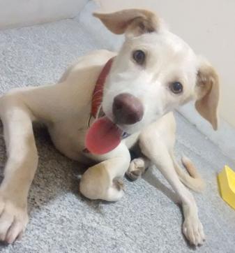 Six-month-old Naughty, an Indie-Labrador mix is a cutie-pie. Six-month-old Naughty, an Indie-Labrador mix is a cutie-pie.