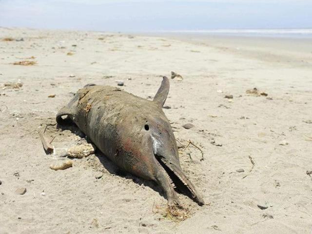 Vikramshila Gangetic Dolphin Sanctuary