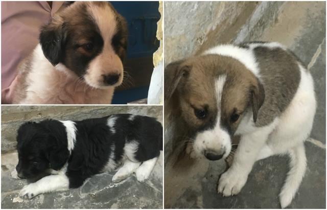 Six Indie pups in Chhatarpur. Six Indie pups in Chhatarpur.