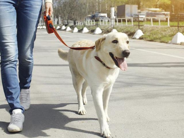 The study result suggests that dog walkers achieved at least 30 minutes of physical activity on more days per week than non-dog walkers, helping them to meet the 150 minutes of physical activity per week currently recommended for good health.(AFP) The study result suggests that dog walkers achieved at least 30 minutes of physical activity on more days per week than non-dog walkers, helping them to meet the 150 minutes of physical activity per week currently recommended for good health.(AFP)