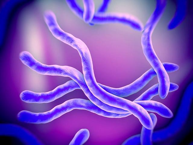 In a recent research, scientists discovered that substance secreted by gut bacteria might help prevent or treat kidney stones. (Shutterstock)