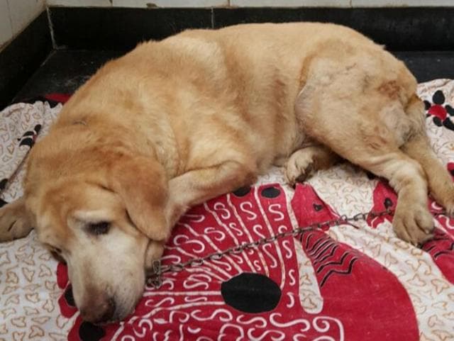 The four dogs were sent to a private farm in Virar, where they died within a few months of each other. (Fizzah Shah) The four dogs were sent to a private farm in Virar, where they died within a few months of each other. (Fizzah Shah)
