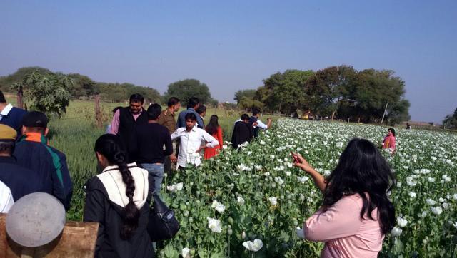 File picture of a raid in an illegal poppy field in Madhya Pradesh. In Malda district of north Bengal, the authorities are facing a problem as villagers are reluctant to provide information on the tracts of poppy cultivation. (HT Photo) File picture of a raid in an illegal poppy field in Madhya Pradesh. In Malda district of north Bengal, the authorities are facing a problem as villagers are reluctant to provide information on the tracts of poppy cultivation. (HT Photo)