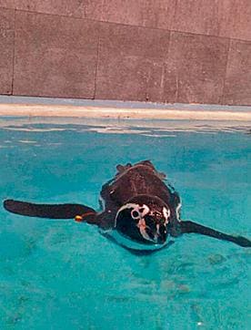 All the penguins have been named after famous Disney characters (Badri Chatterjee) All the penguins have been named after famous Disney characters (Badri Chatterjee)