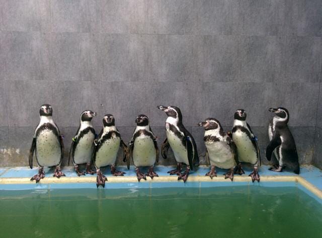 The penguins have been fed fish species such as mackerel, anchovies and sardines over the past month. (Badri Chatterjee) The penguins have been fed fish species such as mackerel, anchovies and sardines over the past month. (Badri Chatterjee)