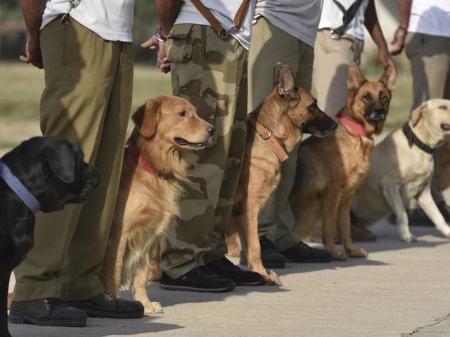 (The CISF dog squad being trained at Shastri Park in New Delhi on Thursday.) (The CISF dog squad being trained at Shastri Park in New Delhi on Thursday.)