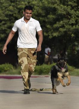 A German Shepherd runs with a CISF trainer. (Sushil Kumar/HT Photo) A German Shepherd runs with a CISF trainer. (Sushil Kumar/HT Photo)