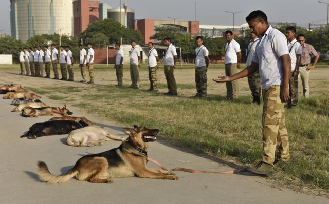 The German Shepherd is good for drug detection and the Labrador is good for search and detection of bombs. (Sushil Kumar/HT Photo) The German Shepherd is good for drug detection and the Labrador is good for search and detection of bombs. (Sushil Kumar/HT Photo)