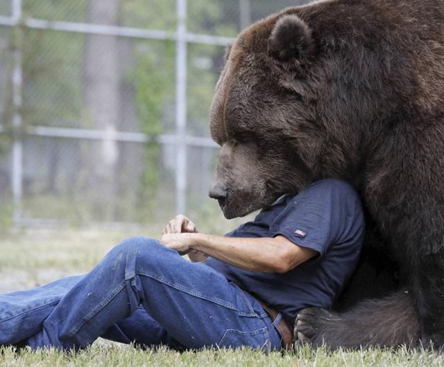 Jim Kowalczik plays with Jimbo, a 1500-pound Kodiak bear, at the Orphaned Wildlife Center in Otisville. (AP Photo) Jim Kowalczik plays with Jimbo, a 1500-pound Kodiak bear, at the Orphaned Wildlife Center in Otisville. (AP Photo)