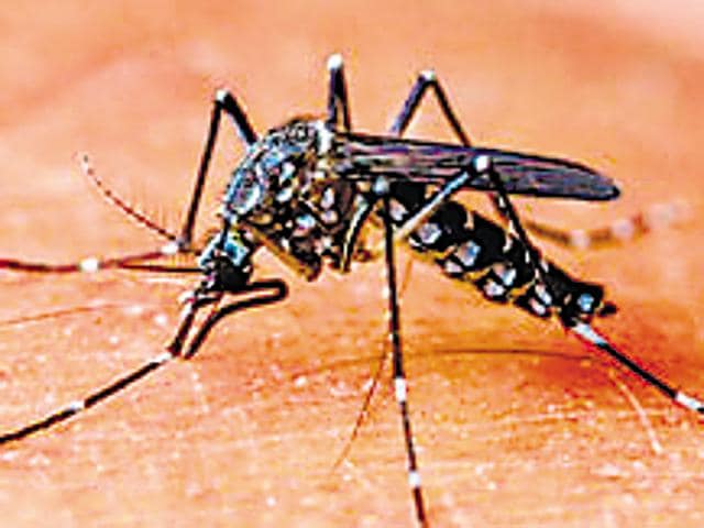 The BMC has started sending notices to hospitals that have been treating dengue and chikungunya patients, asking them to report cases of patients, suffering from the vector-borne disease, regularly.(HT)