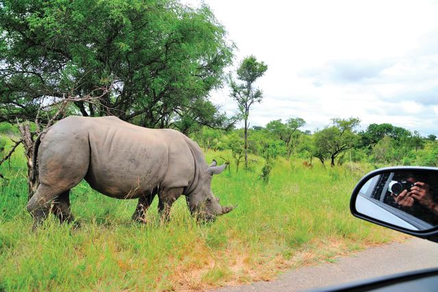 A rhino makes a perfect picture at the Kruger National Park, South Africa A rhino makes a perfect picture at the Kruger National Park, South Africa