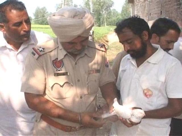 The Pakistani pigeon that was captured by BSF jawans. It had a message written in Urdu (PTI file photo) The Pakistani pigeon that was captured by BSF jawans. It had a message written in Urdu (PTI file photo)