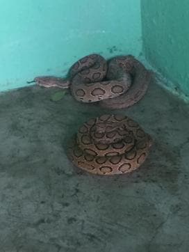 The rescued vipers together in captivity. The one that killed the pet dog is in front while the ‘docile’ one is at the rear (Photo: Vikram Jit Singh)