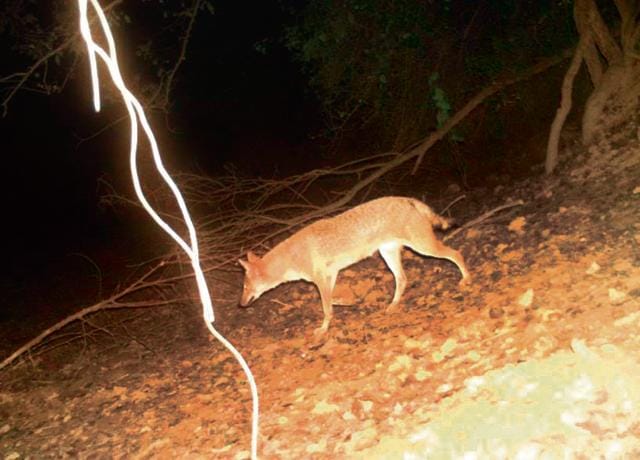 Some of the wildlife creatures captured by camera traps in Gurgaon included Porcupines(Camera traps) Some of the wildlife creatures captured by camera traps in Gurgaon included Porcupines(Camera traps)