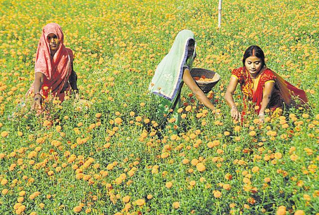 Women plucking flowers in a field at Kakarahia which is known for its flower cultivation. (HT Photo)