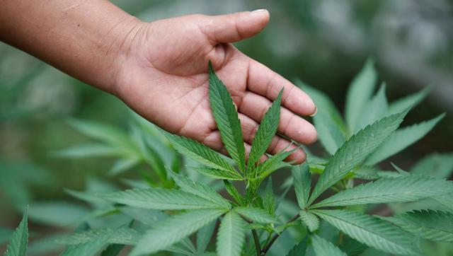 Opium and cannabis (or marijuana) are legal in several parts of the world. (HT File Photo) Opium and cannabis (or marijuana) are legal in several parts of the world. (HT File Photo)