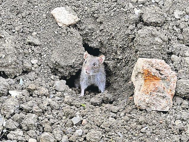 Rodents beware: Jakarta offers cash reward for live rats in vermin  clampdown