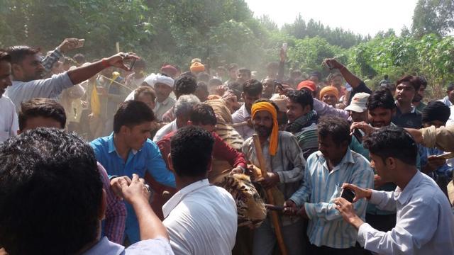 People carry the dead body of the tigress that was shot dead by forest department officials. (HT photo) People carry the dead body of the tigress that was shot dead by forest department officials. (HT photo)