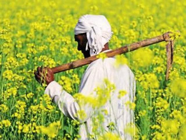 Punjab’s small and marginal farmers and farm labourers need pensions, but even as these people are numerous and parties need their votes, they are too disorganised and fragmented to wring needed measures from the government. (HT File Photo) Punjab’s small and marginal farmers and farm labourers need pensions, but even as these people are numerous and parties need their votes, they are too disorganised and fragmented to wring needed measures from the government. (HT File Photo)