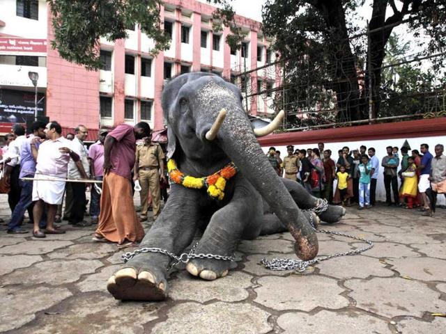 A chained temple elephant sits upon the command of his mahout as he is prepared for the Pooram festival procession at a temple in Thrissur. (AP File Photo) A chained temple elephant sits upon the command of his mahout as he is prepared for the Pooram festival procession at a temple in Thrissur. (AP File Photo)