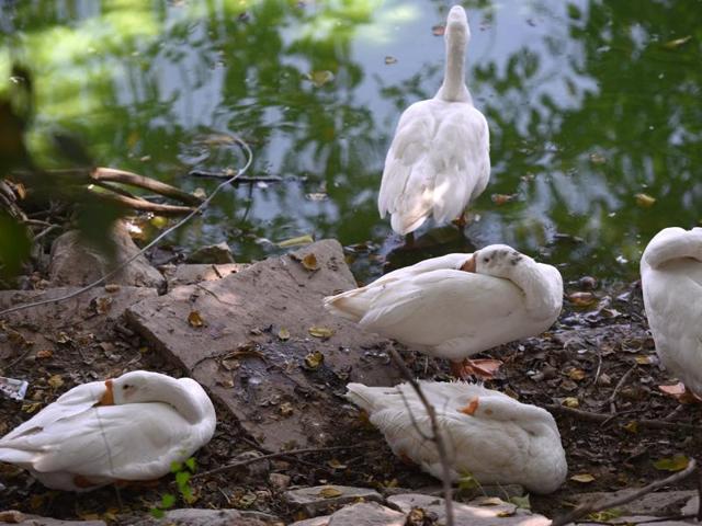 Birds at the deer park in Hauz Khas Village. The park is temporarily closed for visitors as a precaution.(Arun Sharma/HT PHOTO) Birds at the deer park in Hauz Khas Village. The park is temporarily closed for visitors as a precaution.(Arun Sharma/HT PHOTO)