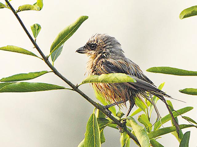 Grey headed canary flycatcher. Grey headed canary flycatcher.