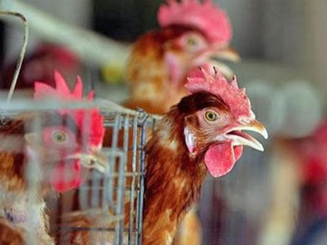 The Ghazipur chicken mandi, one of Asia’s largest livestock market, gets around three lakh chicken daily. Wholesalers say the number increase at the time of bird flu scare.(Sunil Saxena / HT FILE) The Ghazipur chicken mandi, one of Asia’s largest livestock market, gets around three lakh chicken daily. Wholesalers say the number increase at the time of bird flu scare.(Sunil Saxena / HT FILE)