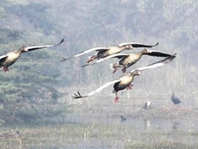 The National Zoological Park in Delhi has been closed temporarily because of bird deaths while others, including Gurgaon’s Sultanpur park are on alert for bird flu. (HT File) The National Zoological Park in Delhi has been closed temporarily because of bird deaths while others, including Gurgaon’s Sultanpur park are on alert for bird flu. (HT File)