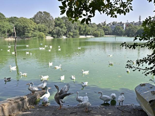 Sources said 10 ducks died at the Delhi Development Authority district park, which is around the Hauz Khas lake, on Friday taking the total number of duck deaths due to suspected avian flu to 15.(Arun Sharma/Hindustan Times) Sources said 10 ducks died at the Delhi Development Authority district park, which is around the Hauz Khas lake, on Friday taking the total number of duck deaths due to suspected avian flu to 15.(Arun Sharma/Hindustan Times)