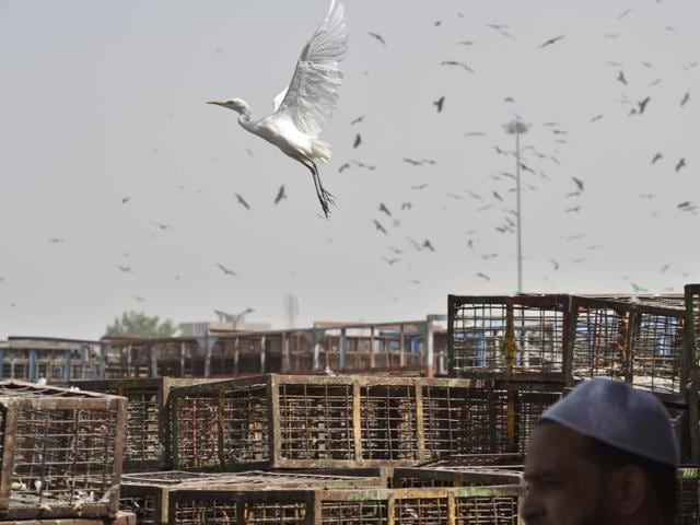 Birds fly over the Ghazipur chicken mandi in New Delhi. (Ajay Aggarwal/HT PHOTO)