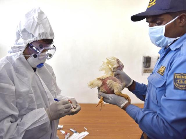 A Doctor taking a sample from a chicken from the Ghazipur mandi in New Delhi. (Ajay Aggarwal/HT PHOTO)