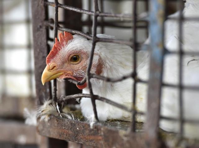 Ghazipur chicken mandi (market) in New Delhi. Delhi Development Minister Gopal Rai visited the market to take a stock of precautions from the bird flu and said there is no reason to panic as the virus doesn’t seem to have entered the food chain yet. (Ajay Aggarwal/HT PHOTO)