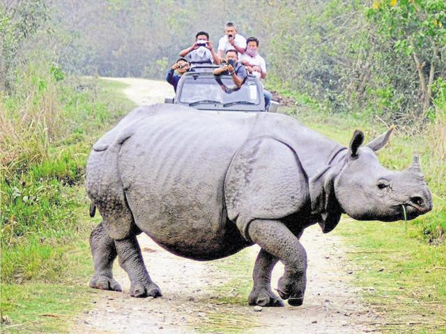 Tourists watch a rhino during a safari on World Wildlife Day in Kaziranga, Assam.(PTI File Photo)