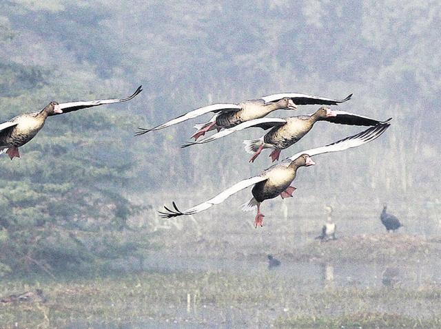 A large number of birds visit the sanctuary from various parts of the world, covering over 2,500 miles, during winter. There are over 15,000 birds in the park now.(Sanjeev Verma/ HT File Photo)