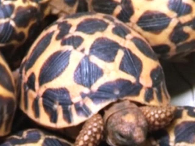 As many as 204 Indian softshell terrapin turtles were rescued on Saturday from a forested area near Mullimetta under Chintapalle forest range. (Representative Photo)